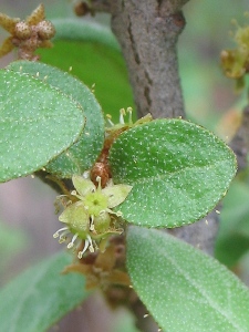 Shepherdia spp.